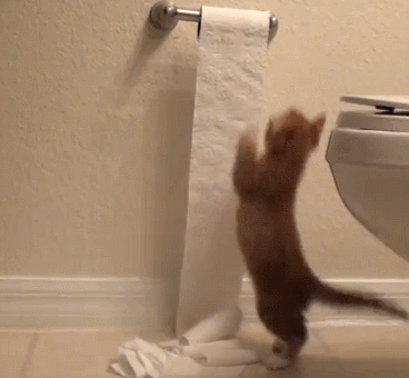 an awesome cat rolling toilet some paper